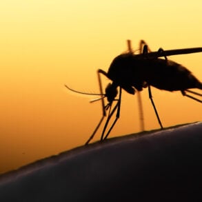 Mosquito in silhouette