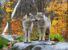 Two wolves on rock in autumn