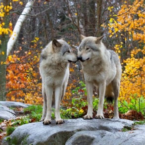 Two wolves on rock in autumn