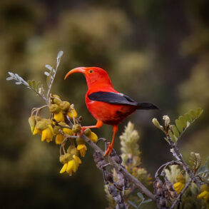 Honeycreeper
