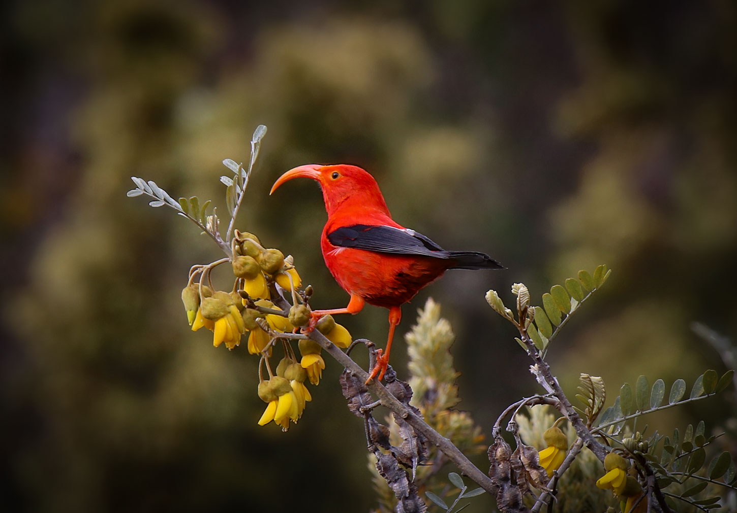 Honeycreeper
