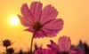 Pink flower with afternoon sunlight and sky