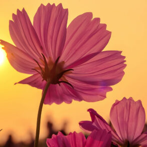 Pink flower with afternoon sunlight and sky