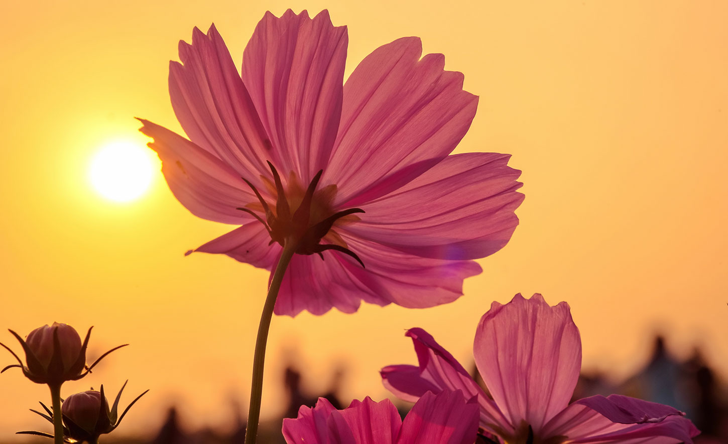 Pink flower with afternoon sunlight and sky