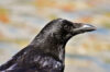 Raven