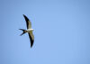 Swallow-tailed kite