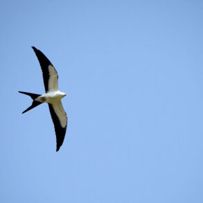 Swallow-tailed kite