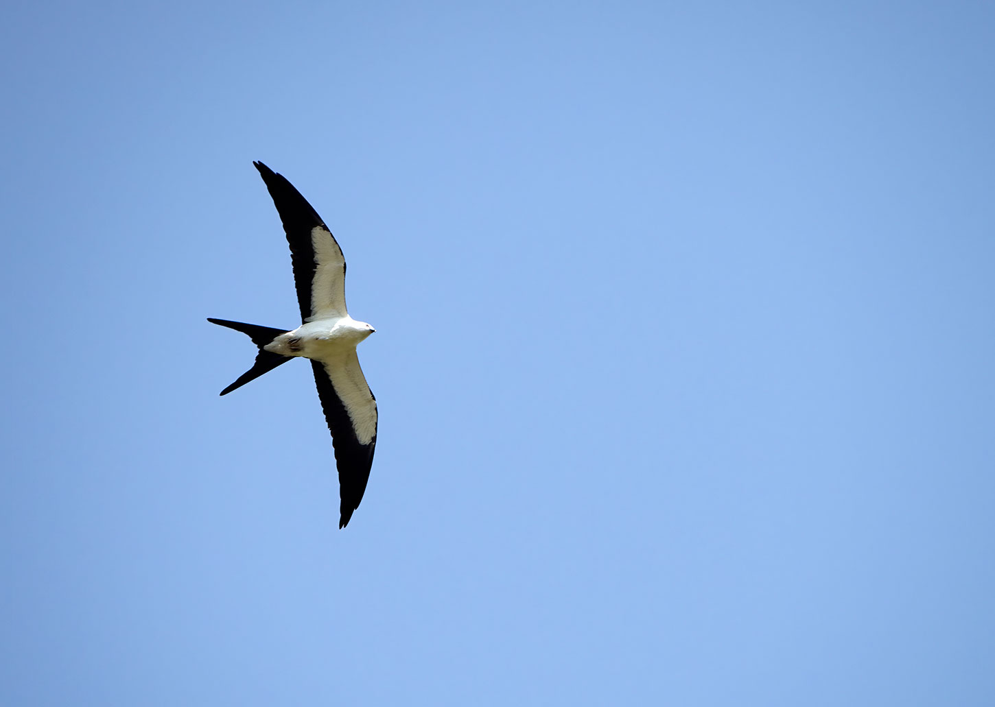 Swallow-tailed kite