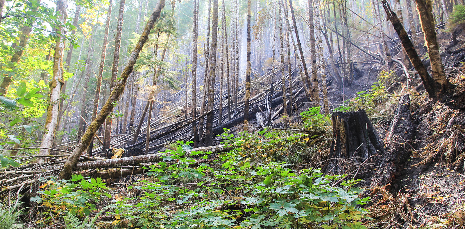 Holiday Farm Fire remnants
