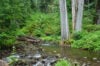 H.J. Andrews Forest