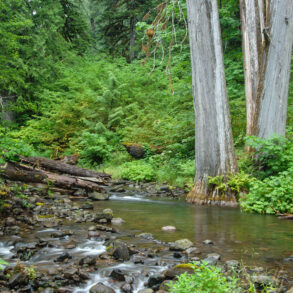 H.J. Andrews Forest