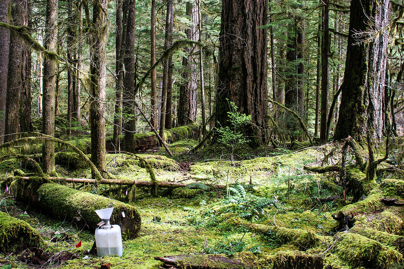 Log decomposition site