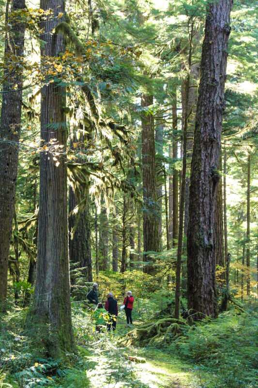 Writers in old-growth stand