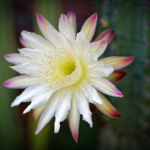 Night-blooming cereus
