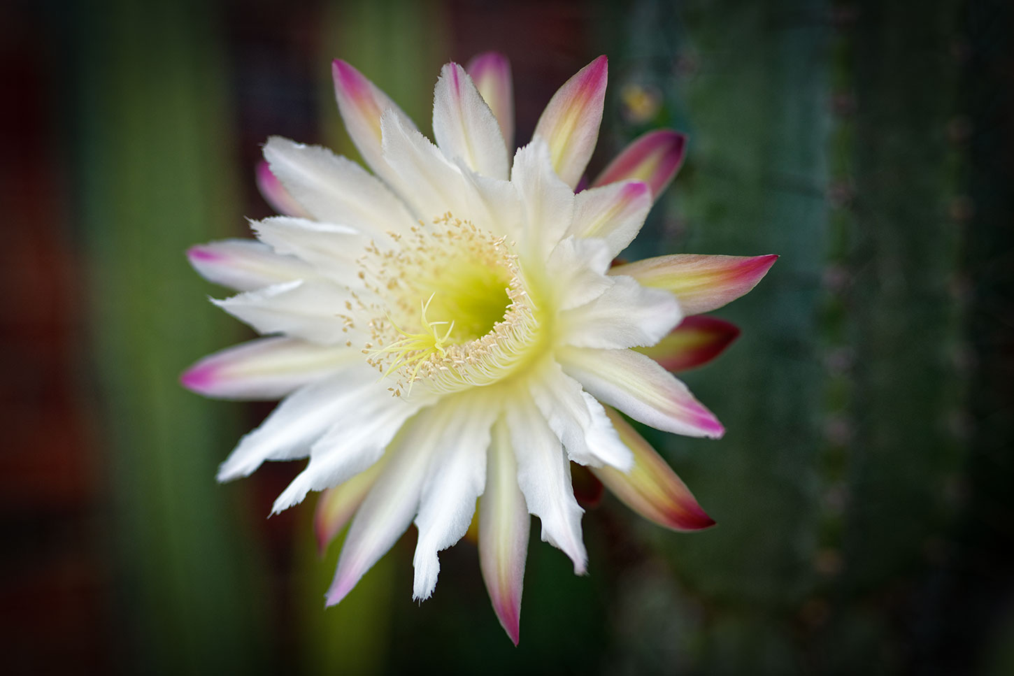 Night-blooming cereus