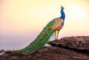 Peacock on rocks, overlooking ocean
