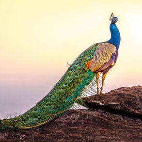 Peacock on rocks, overlooking ocean