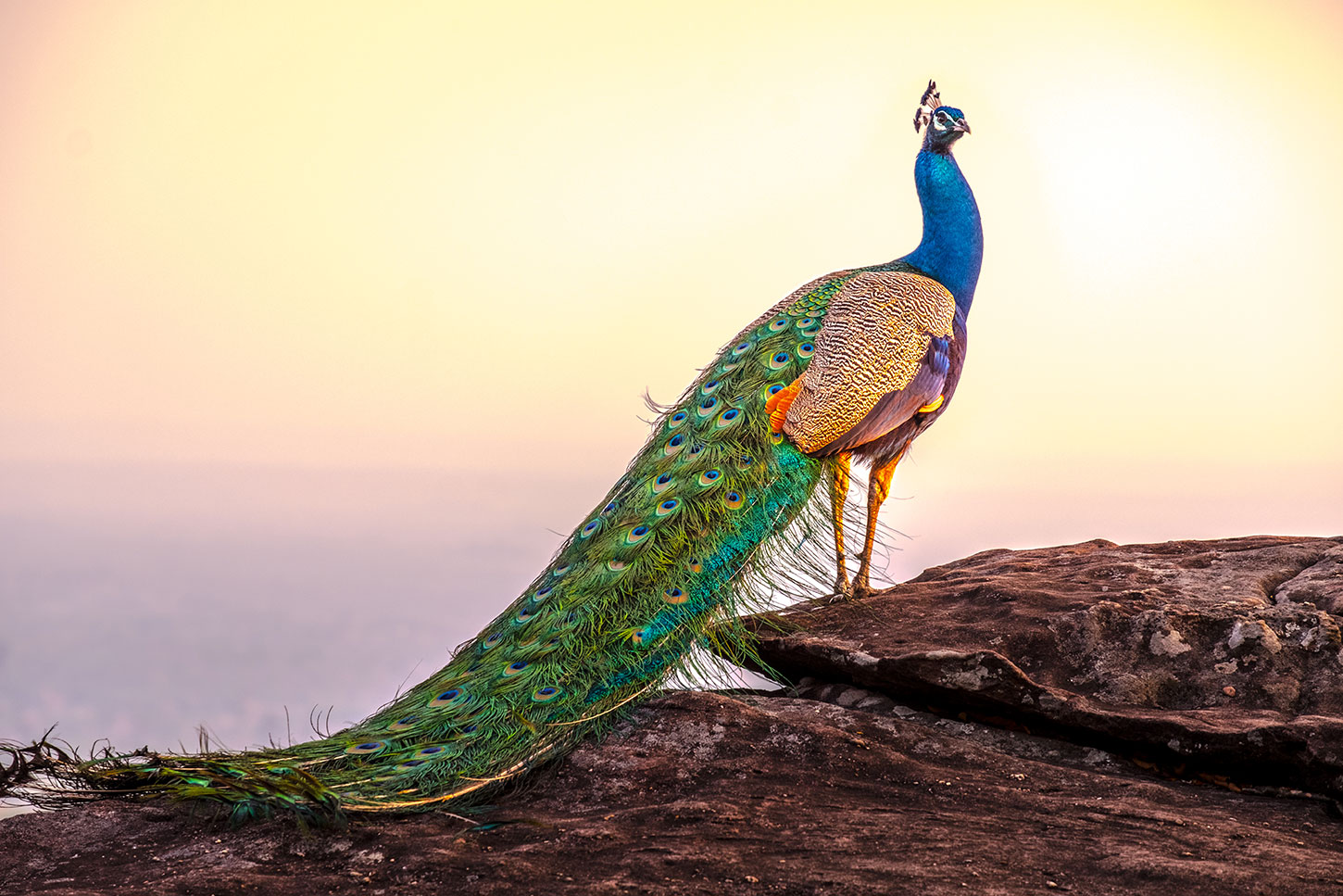 Peacock on rocks, overlooking ocean