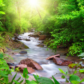 Stream surrounded by green foliage