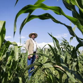 Kenyan farmer in maize field