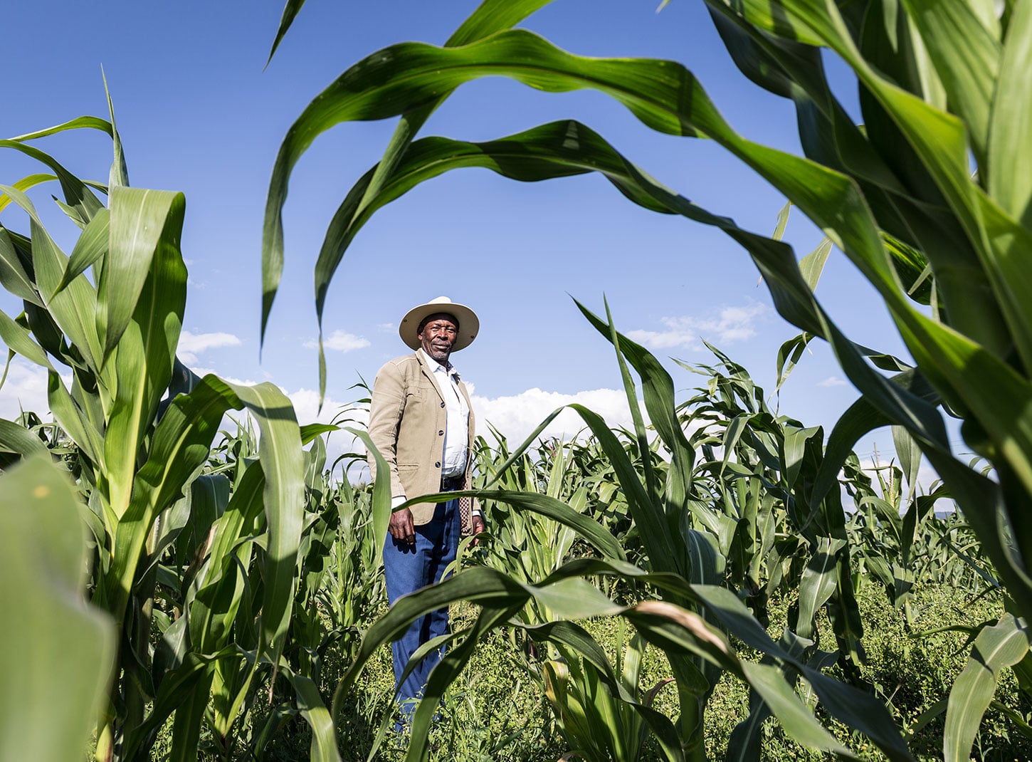 Kenyan farmer in maize field