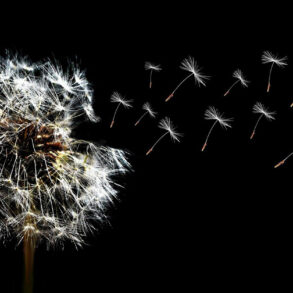 Dandelion seedhead on black background