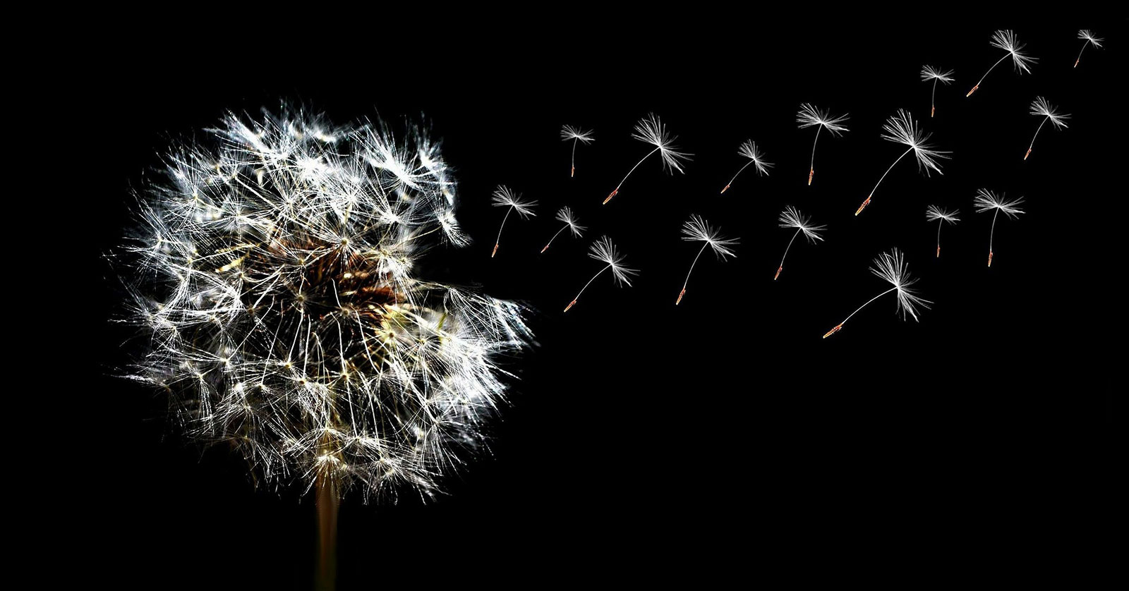 Dandelion seedhead on black background
