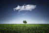 Single tree on flat landscape with cloud and night sky