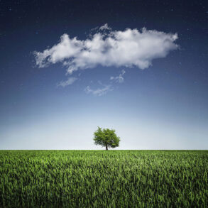 Single tree on flat landscape with cloud and night sky