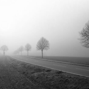 Fog, trees, road