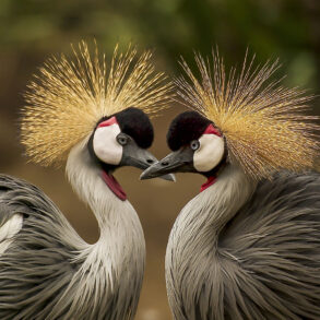 Gray crowned cranes