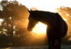 Silhouetted horse with sun