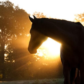 Silhouetted horse with sun