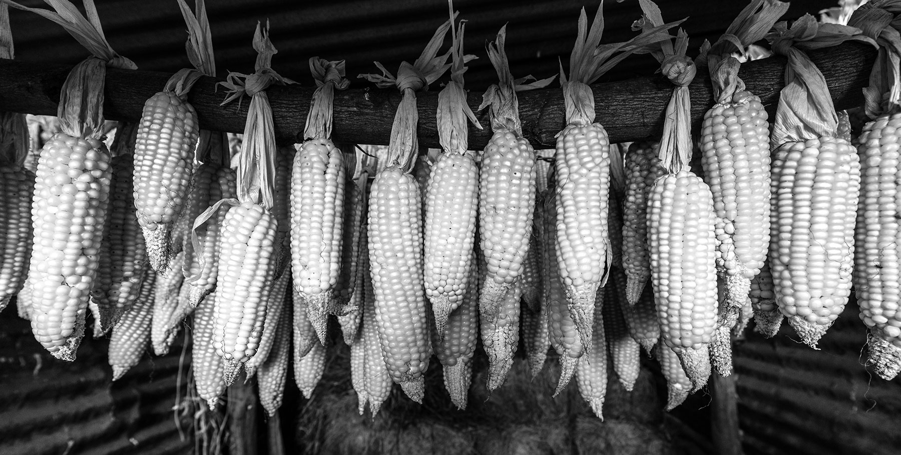 Corn drying in shed