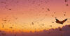 Monarch butterflies flying at sunset