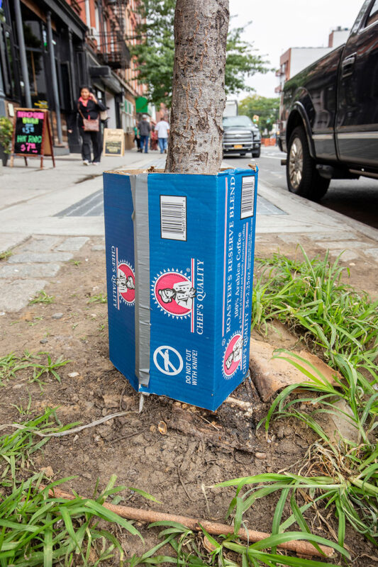 Brooklyn, Box Tree Guard, Greenpoint