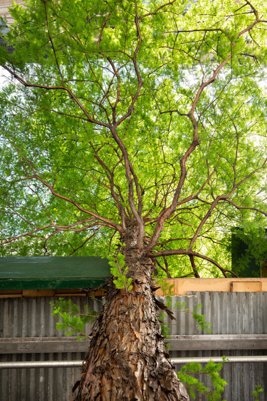 Manhattan, Dawn Redwood, Scaffolding, God Tree