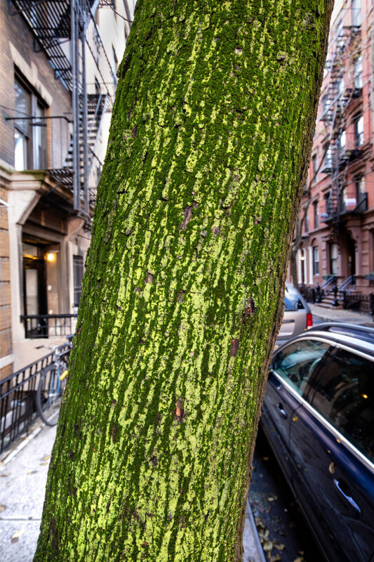 Manhattan, Moss Trunk, West Village, Manhattan