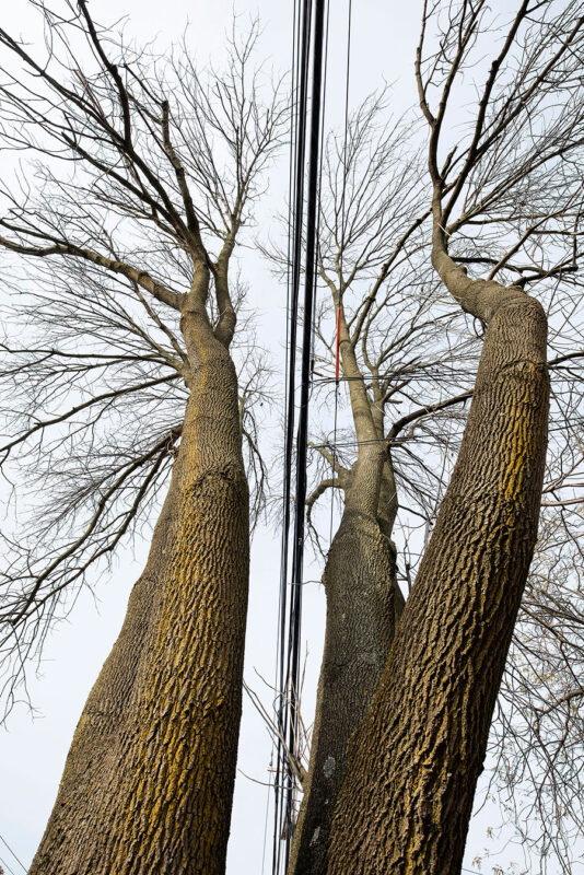 Queens, Profound Ash with Wires