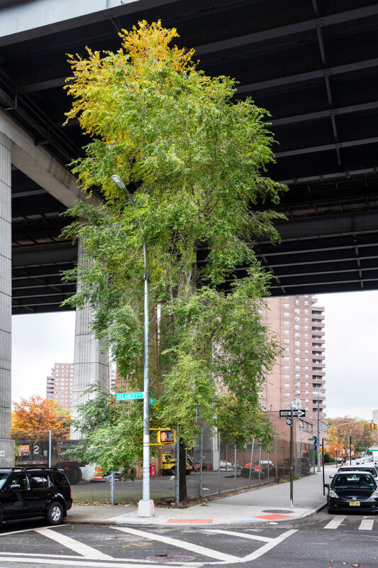 Manhattan, The Lewis Elm, Under the Manhattan Bridge