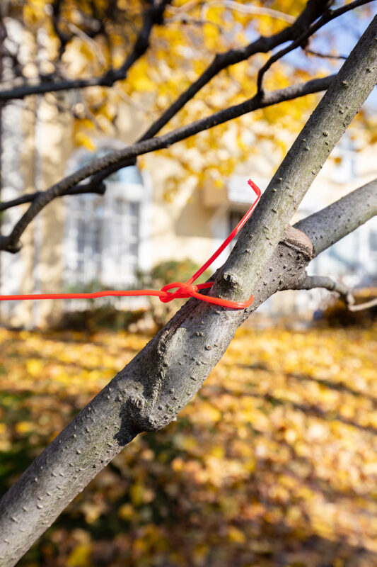 Queens, Red Cord, Right