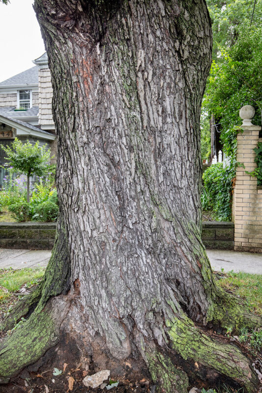 Queens, Enormous Silver Maple