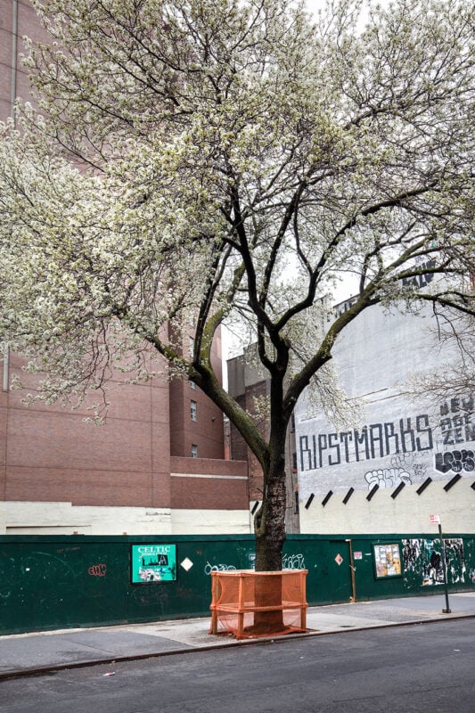 St. Marks, Callary Pear, 2020