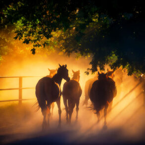 Horses in sunset dust
