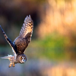 Long-eared owl in flight