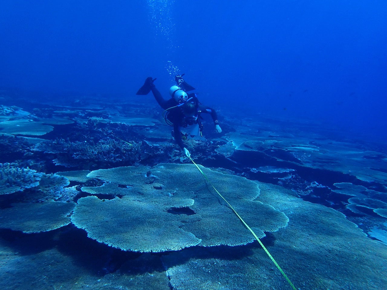Measuring coral width