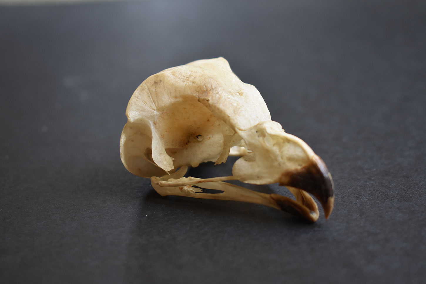 Long-eared owl skull
