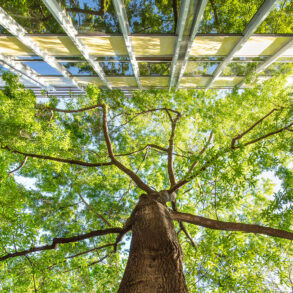 Pin Oak vs Building, Greenwich Village, Manhattan, by Matthew López-Jensen
