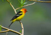Western tanager