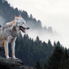 Wolf overlooking forest with mist